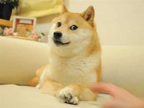 Aký druh psa je Doge? Zaujímavá odpoveď