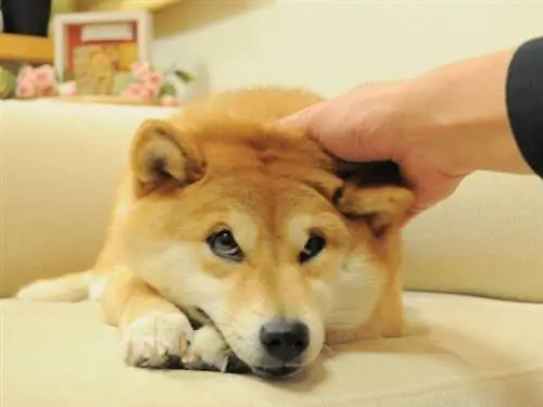 Doge - Kabosu