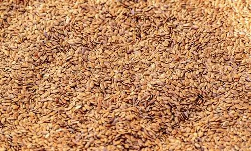 Bisakah Kucing Makan Flaxseed? Potensi Manfaat Kesehatan yang Ditinjau Dokter Hewan