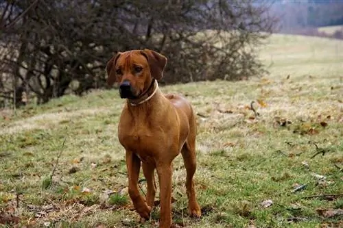 Rhodesian Ridgeback caminant a l'aire lliure