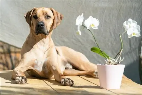 rhodesian ridgeback na nakahiga sa isang kahoy na mesa na may bulaklak