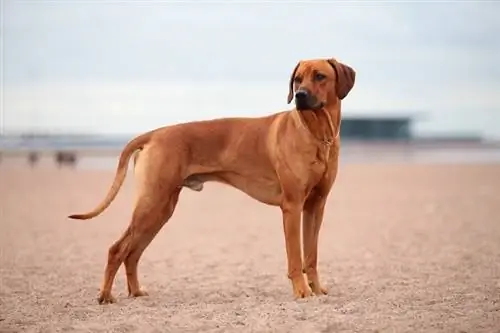 Rhodesian Ridgeback sur le sable