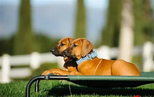 dvě štěňata rhodéského ridgebacka na vyvýšené posteli