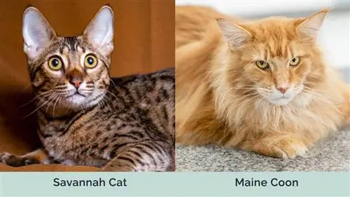 Savannah vs Maine Coon bok po boku