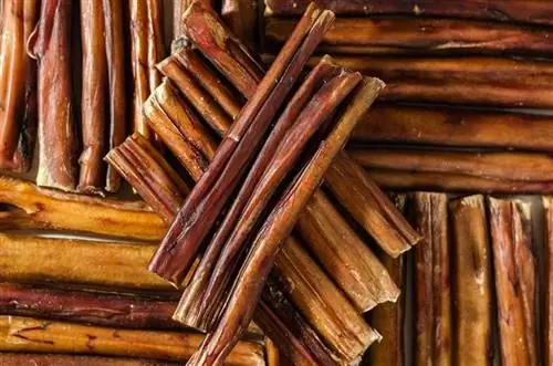 Μπορούν οι γάτες να τρώνε μπαστούνια Bully Sticks; Πιθανοί κίνδυνοι για την υγεία