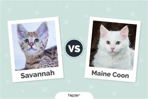 Savannah vs. Maine-Coon-Katzen: Die Unterschiede (mit Bildern)