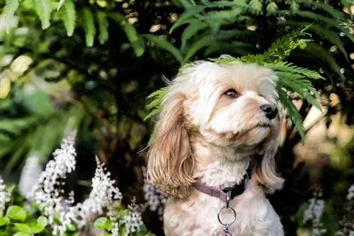 Dandie Dinmont terjeras