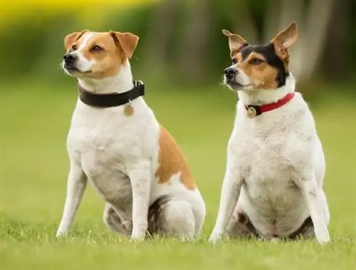 Dois cães de fazenda suecos dinamarqueses