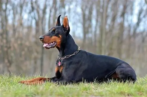 Doberman pinscher