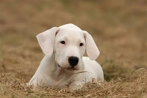 Ο Dogo Argentino ετοιμάζεται να παίξει