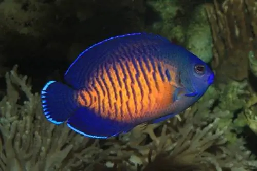 Pesce angelo di bellezza corallo