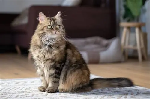 tabby Maine Coon katė namuose