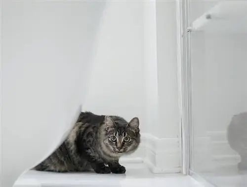 Katze im Badezimmer