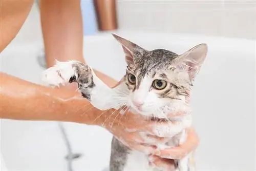 mulher dando banho em um gato