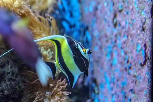 Apa yang Angelfish Makan di Alam Liar dan di Akuarium?