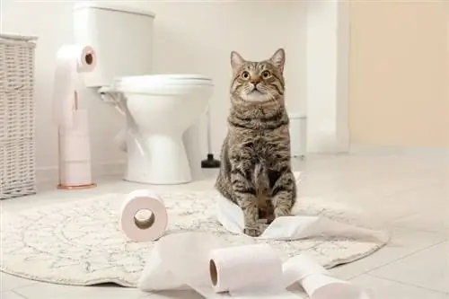 chat devant les toilettes litière jetable