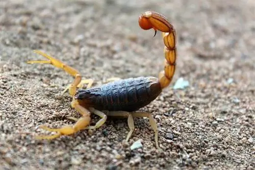 Maaari bang Kumain ang Mga Pusa ng Scorpion? Anong kailangan mong malaman