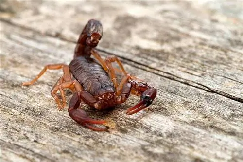 närbild makro bild av djävulen skorpion