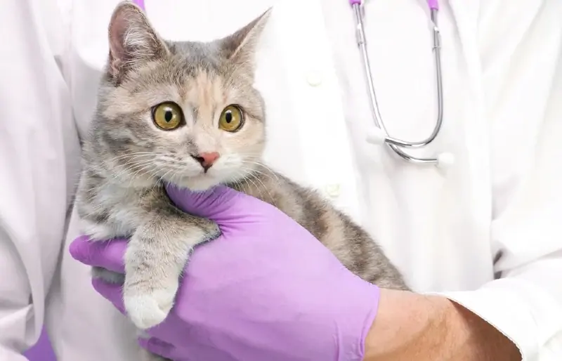 chat tigré gris porté par le vétérinaire