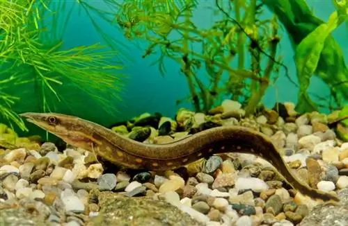 Anguilla di fuoco in acquario