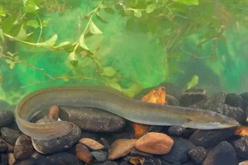 European-Eel