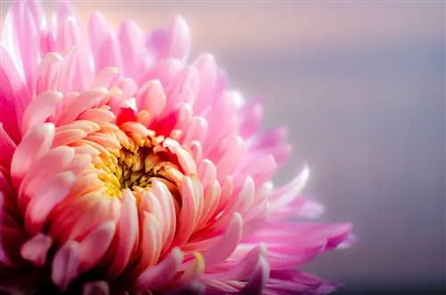 Chrysanthemum