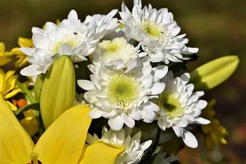 የ Chrysanthemums አበባዎች