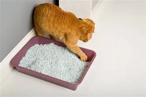 mèo chơi với HARTZ Multi-Cat Clumping Paper Litter