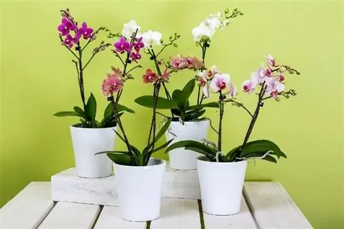 orchidee in casa