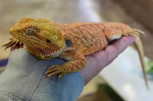 Ipinikit ng Bearded Dragon ang kanyang mga mata sa mainit na mga kamay