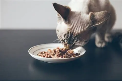 Pusang Kumakain ng Tuna