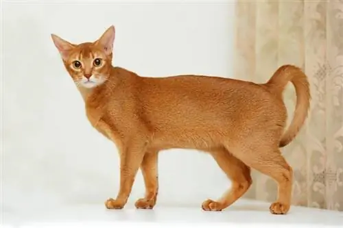 Abyssinian cat na nakatayo sa puting ibabaw