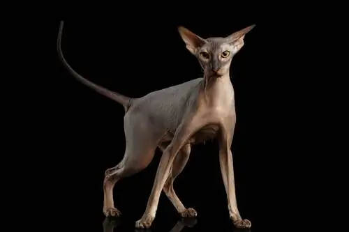 Peterbald na may itim na background