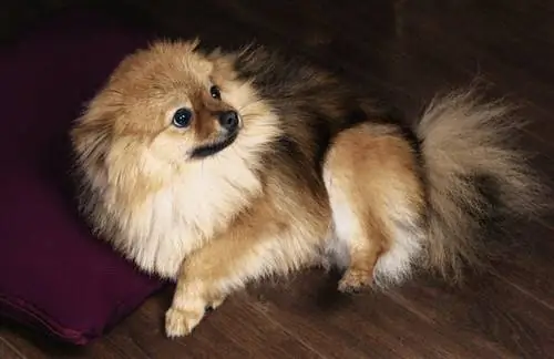 Mbwa wa pomeranian anaogopa na amelala kwenye mto nyekundu