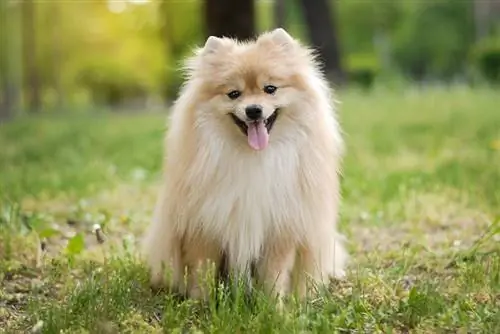 በፓርኩ ውስጥ pomeranian ውሻ