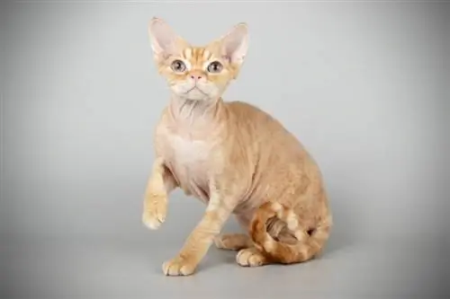 Pulang Devon Rex na pusa na nakaupo sa kulay abong background