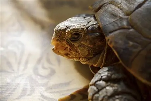 Een oude zieke schildpad close-up