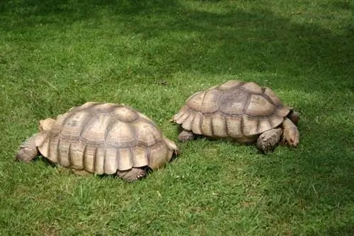 Afrikaanse aangespoorde schildpadden in het gras