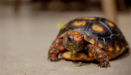 Schildpadden eten Broccoli