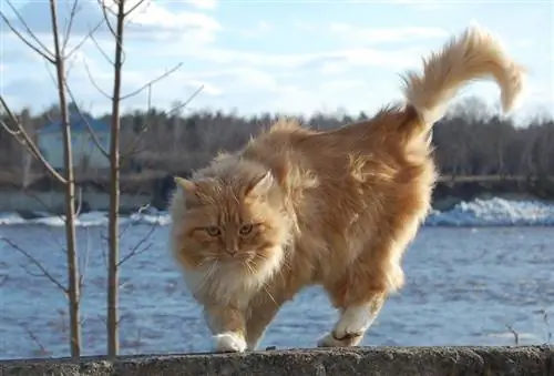 pitkäkarvainen keltainen tabby-kissa kävelee sementoidulla aidalla