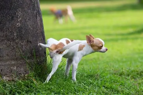 perro orinando en el arbol