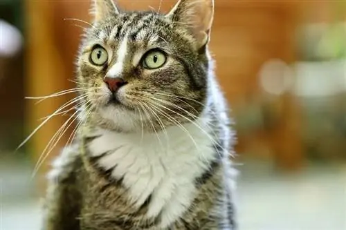 un chat plein de moustaches faciales