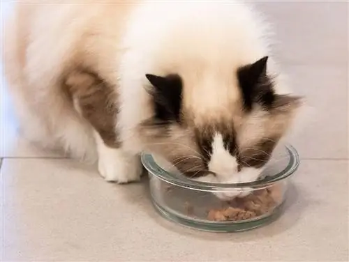 A-ragdoll-Garbeing-Dry-food_Snowice_81_Shutterstock