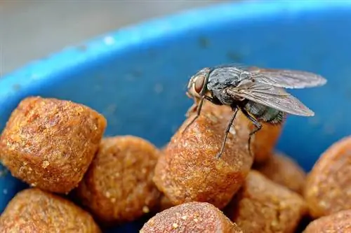 Kuidas kärbseid kassitoidust eemal hoida (5 näpunäidet ja nippi)