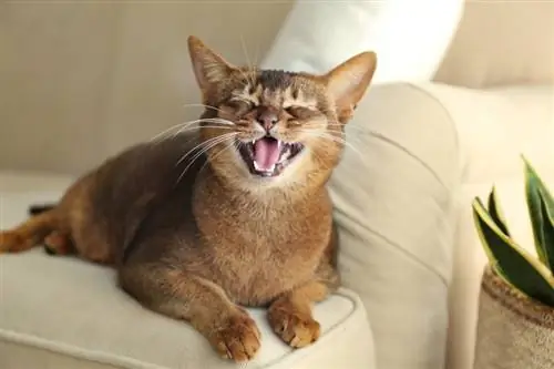 abbyssinian cat meowing