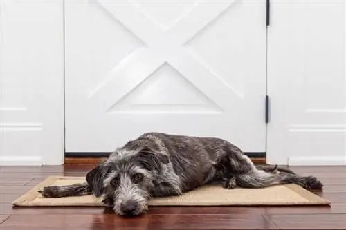 Ein Hund liegt auf einer Matte