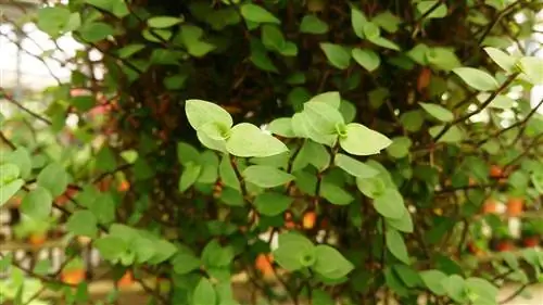 Turtle Vine (Callisia repens)