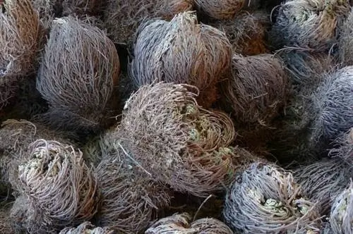 Resurrection Plant