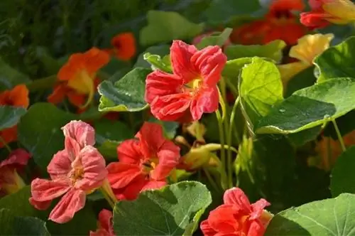 bunga nasturtium dalam berbagai warna