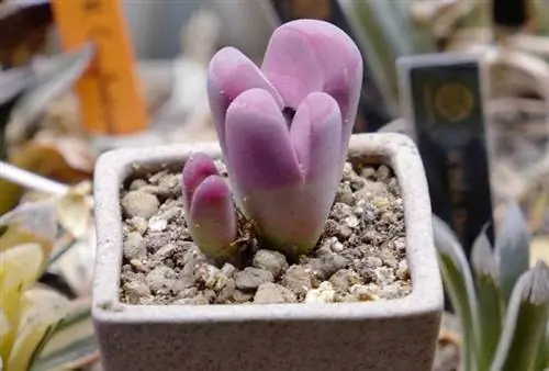 Lithop optische rubra